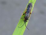 Episyron rufipes
